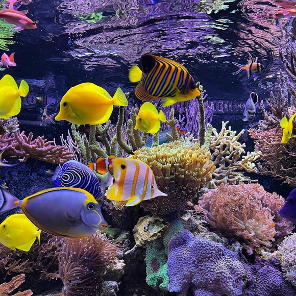 Aquariums Yellow Tang - Picture 3 of 6